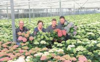 Opgegroeid tussen de Hortensia’s